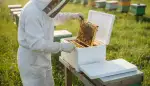 Ablegerkasten kaufen: Der richtige Start