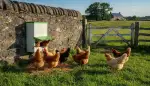 Der perfekte Hühnerfutterautomat für Ihre Herde