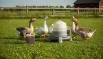 Die ideale Gänsertränke für gesundes Geflügel