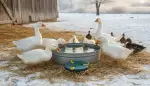 Eisfreie Tränken, glückliche Tiere: So revolutioniert die 25cm Heizplatte Ihren Hofwinter!