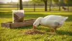 Mehlwürmer im Gänsefutter: Vorteile und Dosierung