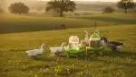 Mobile Wasserstellen für Weidegeflügel