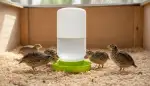 Optimale Wachtel Tränken für gesunde Tiere