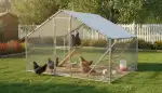 Vielfalt der Hühnerrassen: Der perfekte Hahn und Huhn