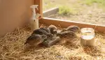 Wachtelfutter: Küken, Jungtiere, Legephase