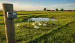 Weidezaungeräte: Enten und Gänse schützen