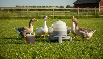 Die ideale Gänsertränke für gesundes Geflügel