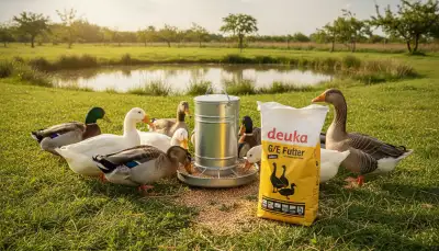 Gesunde Entenfütterung: Vitale Enten & Gänse