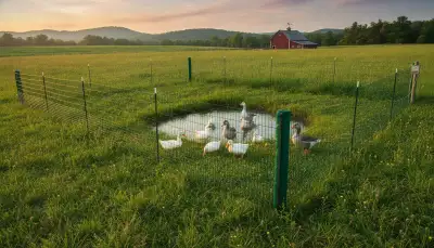 Sichere Ausläufe für Enten und Gänse